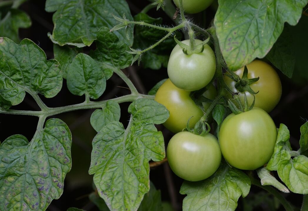 tomates verdes para varizes